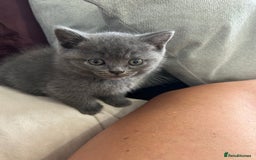 British Shorthair cats for sale: pedigree GCCF kittens available in 2 weeks time! - Image 30