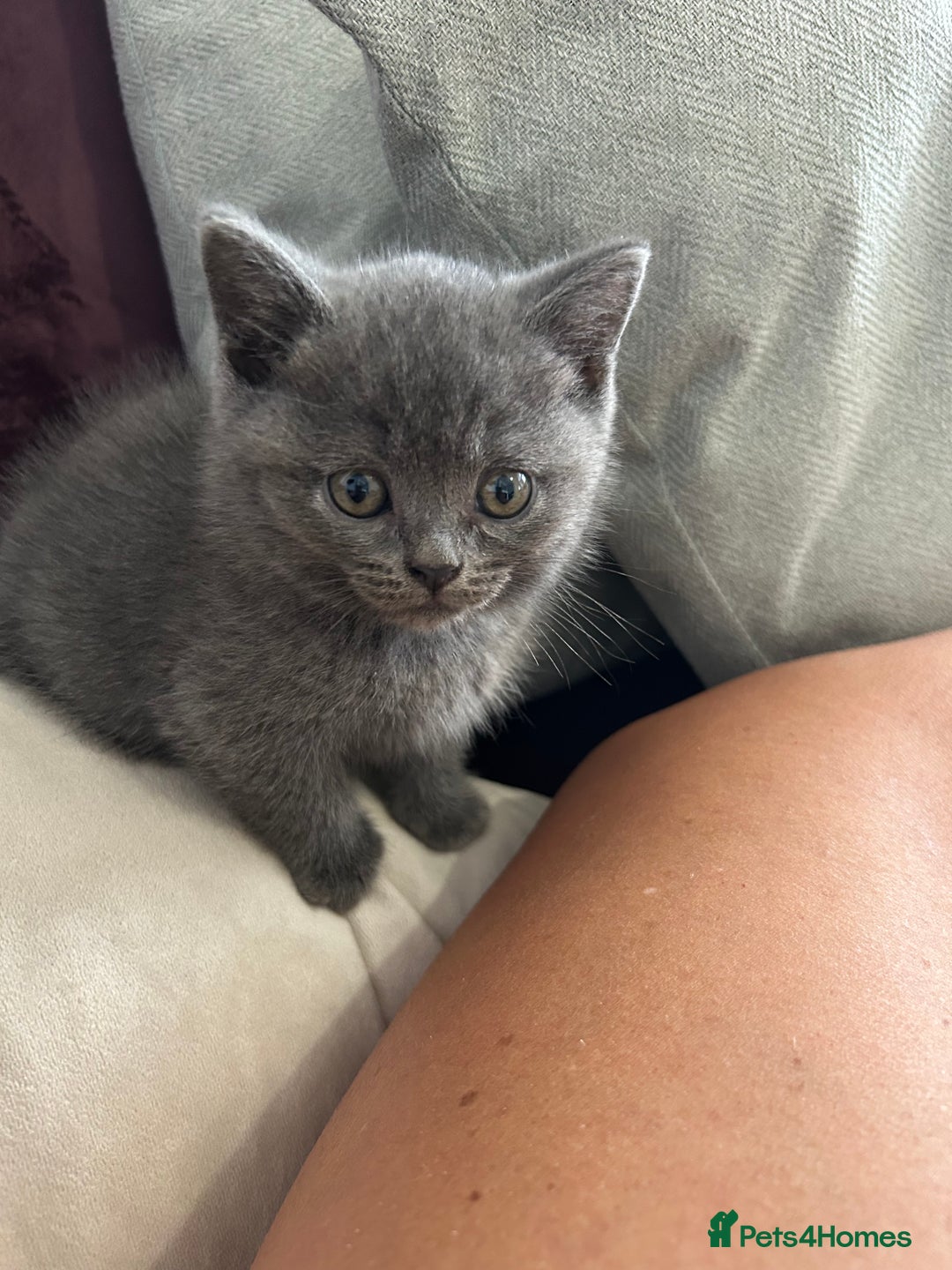 British Shorthair cats for sale: pedigree GCCF kittens available in 2 weeks time! - Image 30