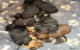 Cockapoo dogs for sale: Cracking F1 Cockapoos - Image 1