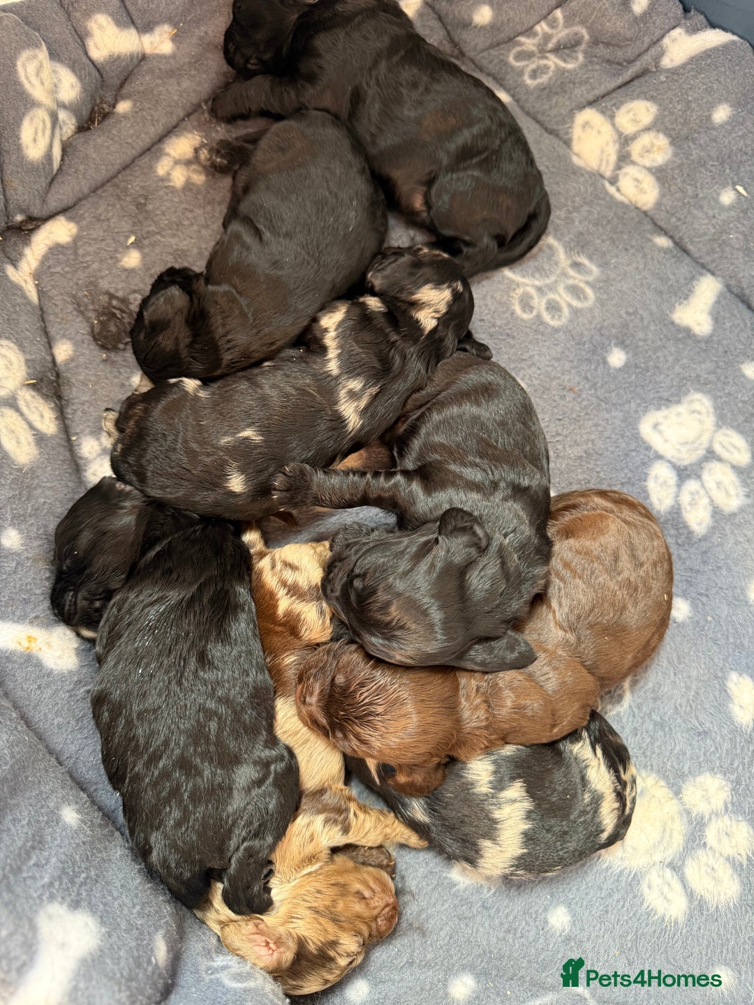 Cockapoo dogs for sale: Cracking F1 Cockapoos - Image 1