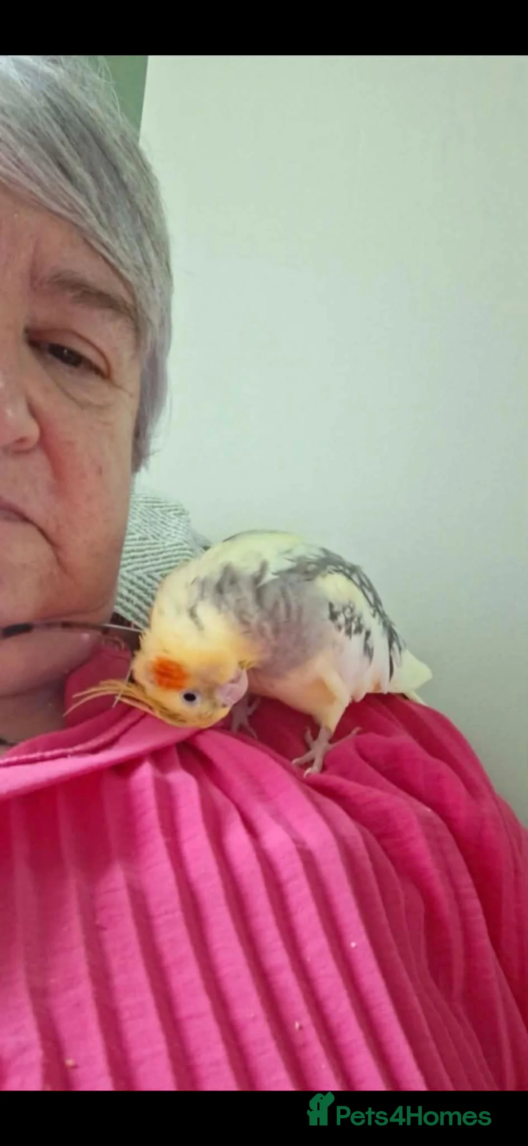 Cockatiels birds for sale: Cockateil chicks - Advert 2