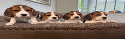 Beagle dogs for sale: Exceptional KC Beagle puppies  - Advert 2