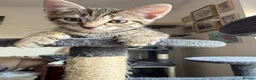 Mixed Breed cats for sale: Beautiful kittens ready for new homes - Advert 18