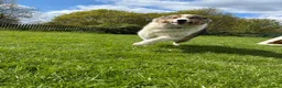 Mixed Breed dogs for adoption: Willow needs a loving home  - Advert 4