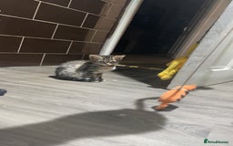 Mixed Breed cats for sale: 4 stunning tabby kittens - Image 16