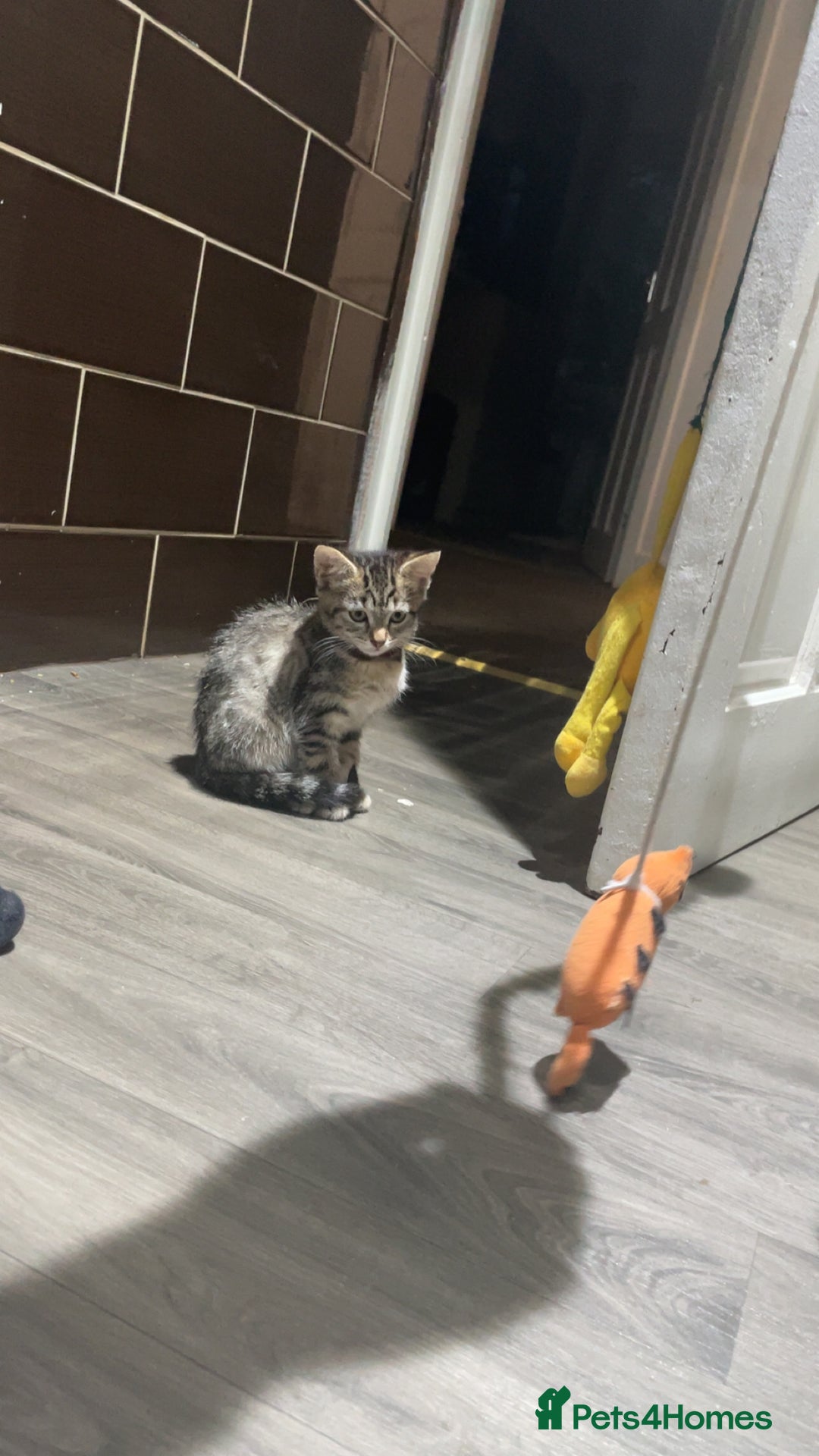 Mixed Breed cats for sale: 4 stunning tabby kittens - Image 16