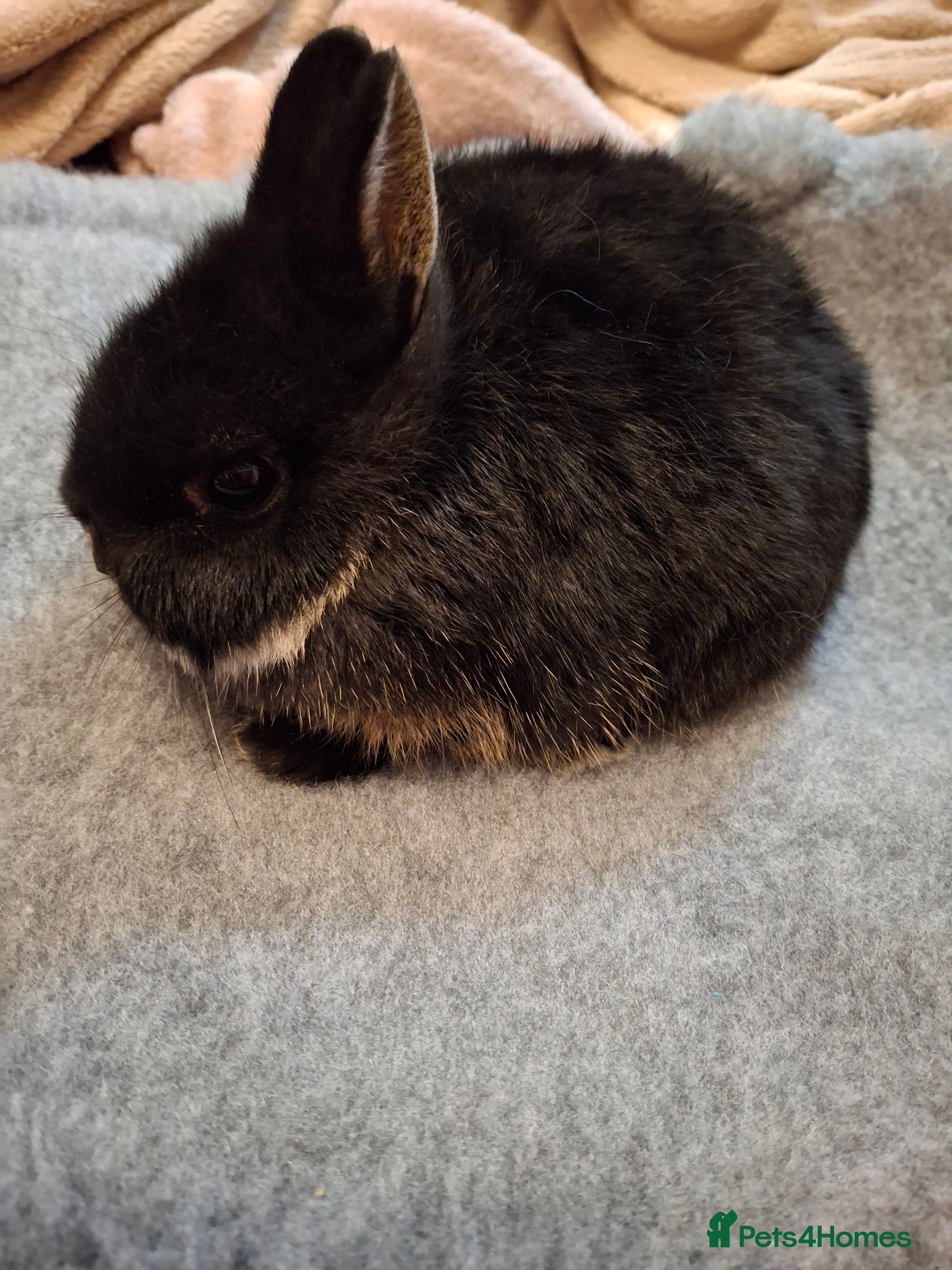 Netherland Dwarf rabbits Beautiful netherland dwarf baby - Advert 20