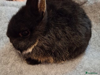 Netherland Dwarf rabbits Beautiful netherland dwarf baby - Advert 1