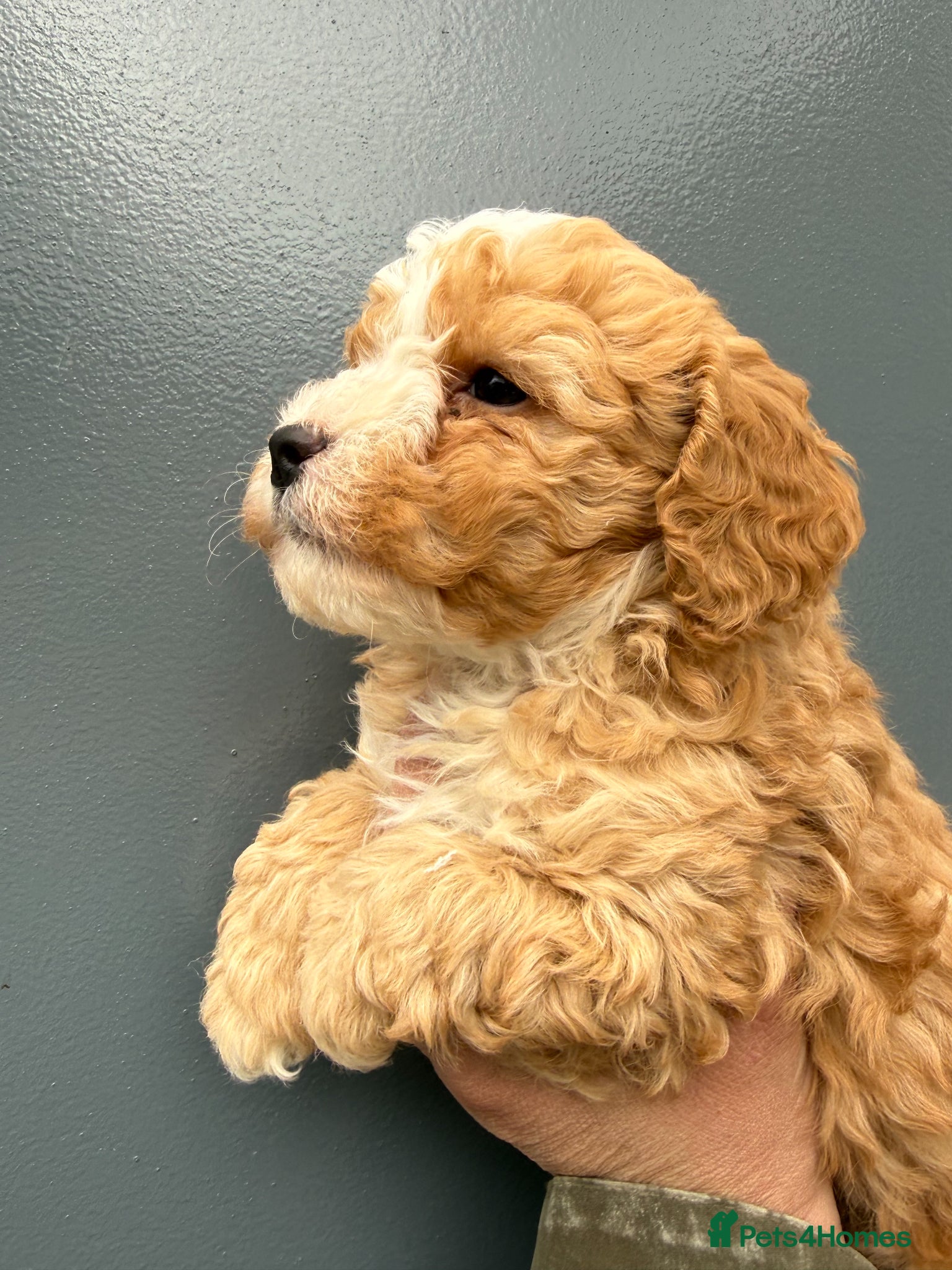 Cockapoo dogs Stunning Cockapoo Puppies: Merle Apricot and Black - Advert 1