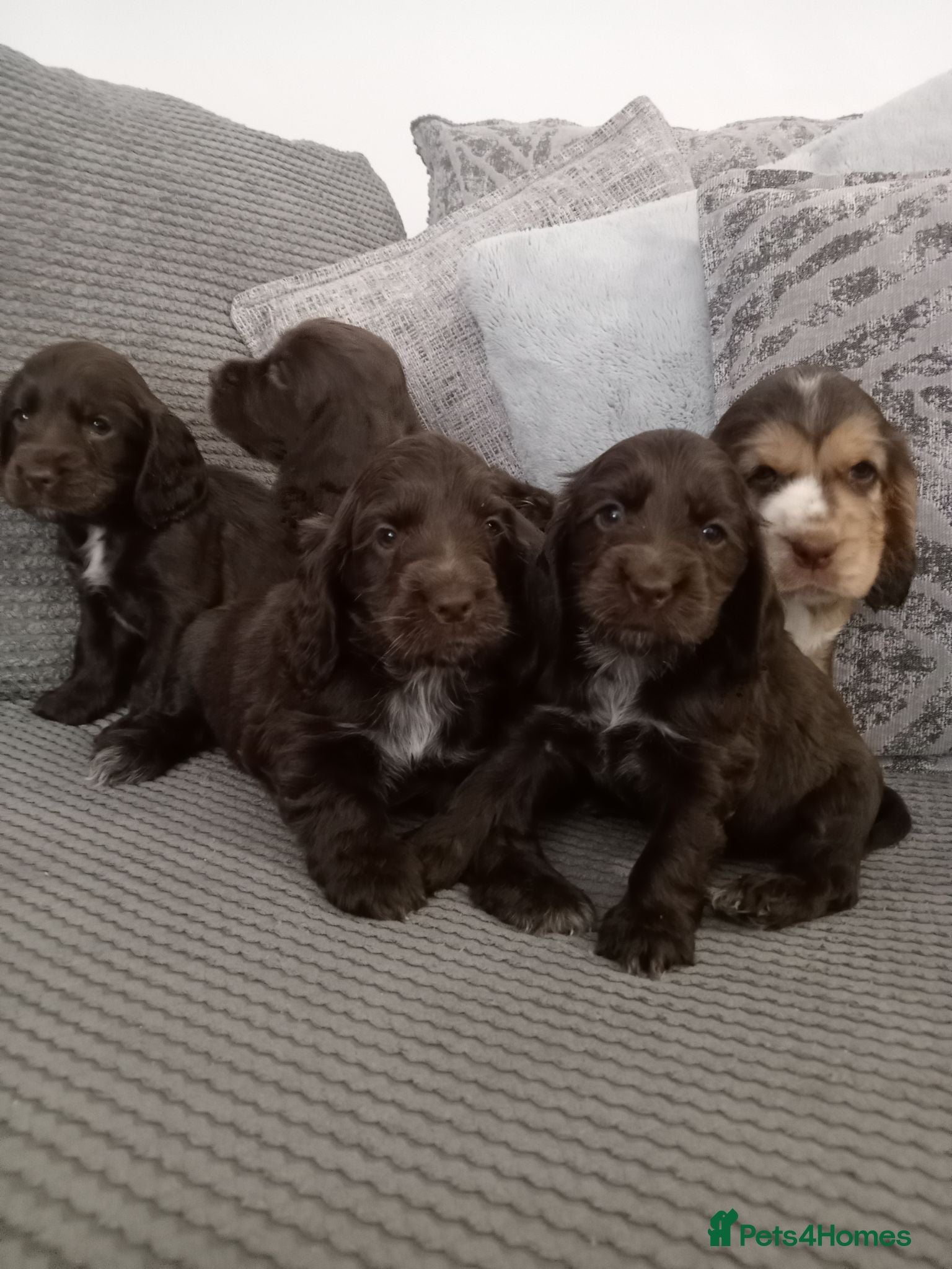 Cocker Spaniel dogs ❤️ 🐶 KC Registered Show Type Cocker Puppies🐶❤️  - Advert 10