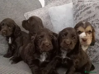 Cocker Spaniel dogs ❤️ 🐶 KC Registered Show Type Cocker Puppies🐶❤️ - Advert 10
