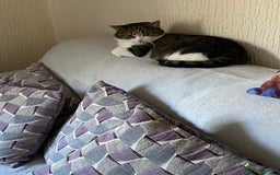 Domestic Shorthair cats for sale: Beautiful Misty Free To A Good Home - Image 3
