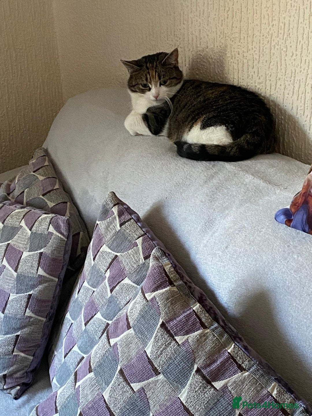 Domestic Shorthair cats for sale: Beautiful Misty Free To A Good Home - Image 3