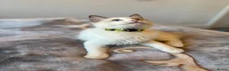 Ragdoll cats for sale: Adorable White Ragdoll Male - Advert 9