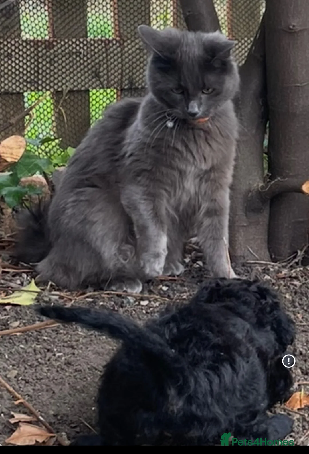 Nebelung cats for sale: Cat shadow  - Advert 1