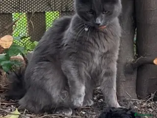 Nebelung cats Cat shadow - Advert 6