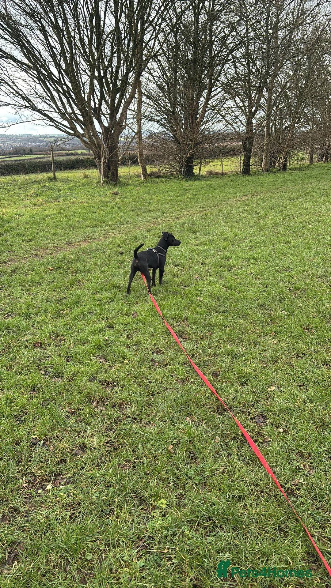 Patterdale Terrier dogs for sale: Patterdale cross pup  - Advert 3