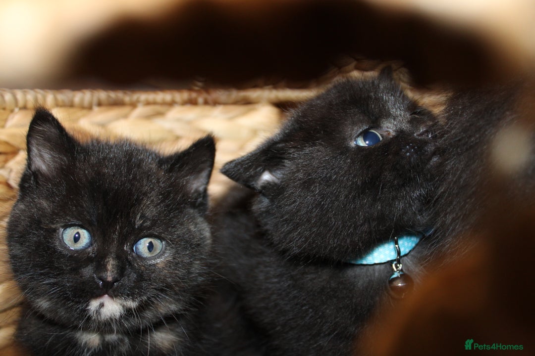 Mixed Breed cats for sale: BRITISH SHORT HAIR MIX  - Image 15