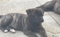 Mixed Breed dogs for sale: American Akita/Bullmastiff cross - Image 1