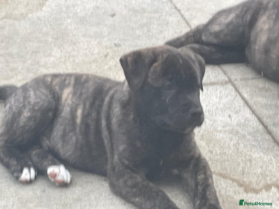 Mixed Breed dogs for sale: American Akita/Bullmastiff cross - Image 1