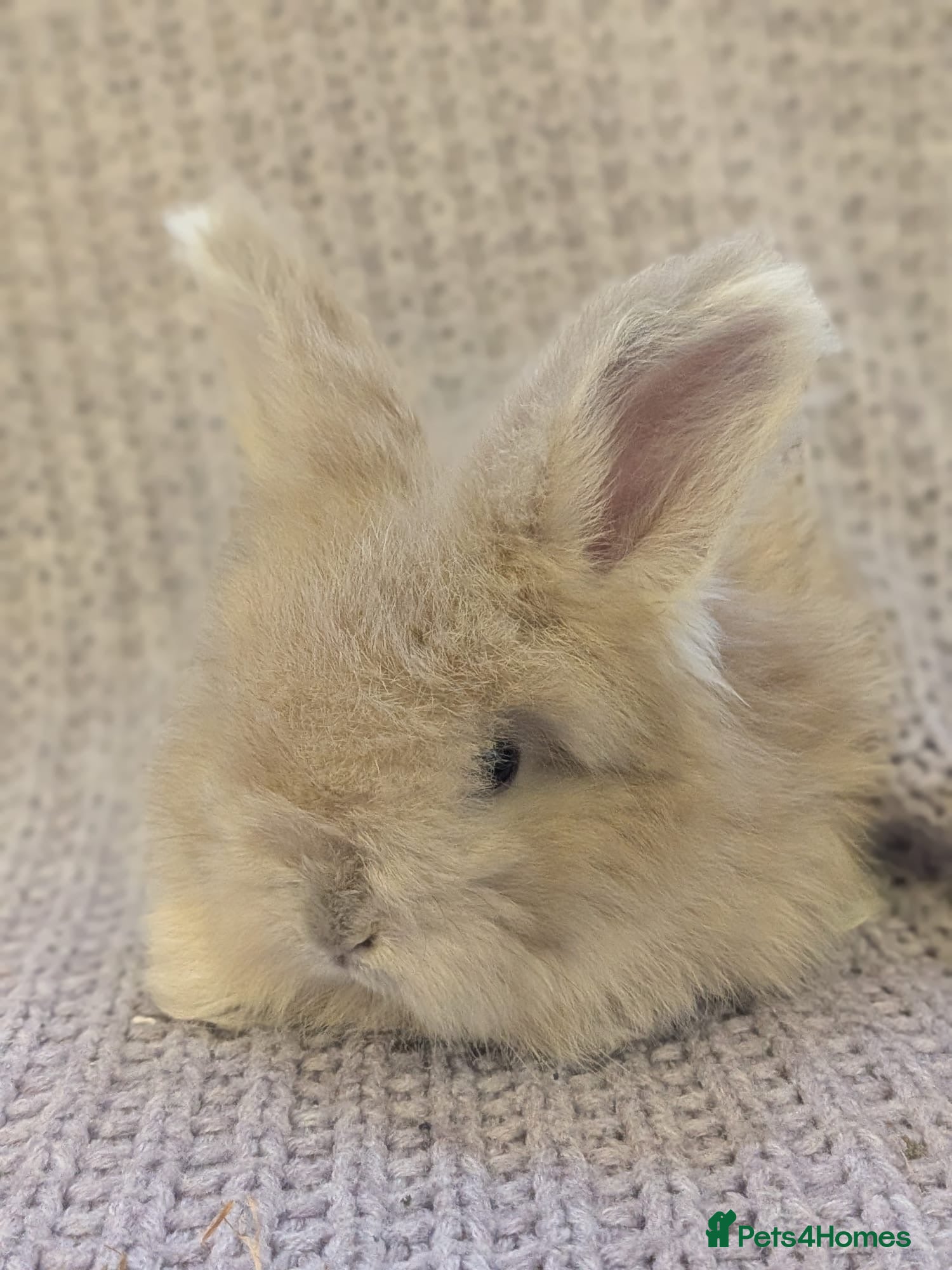 Angora rabbits Baby angoras - Advert 6