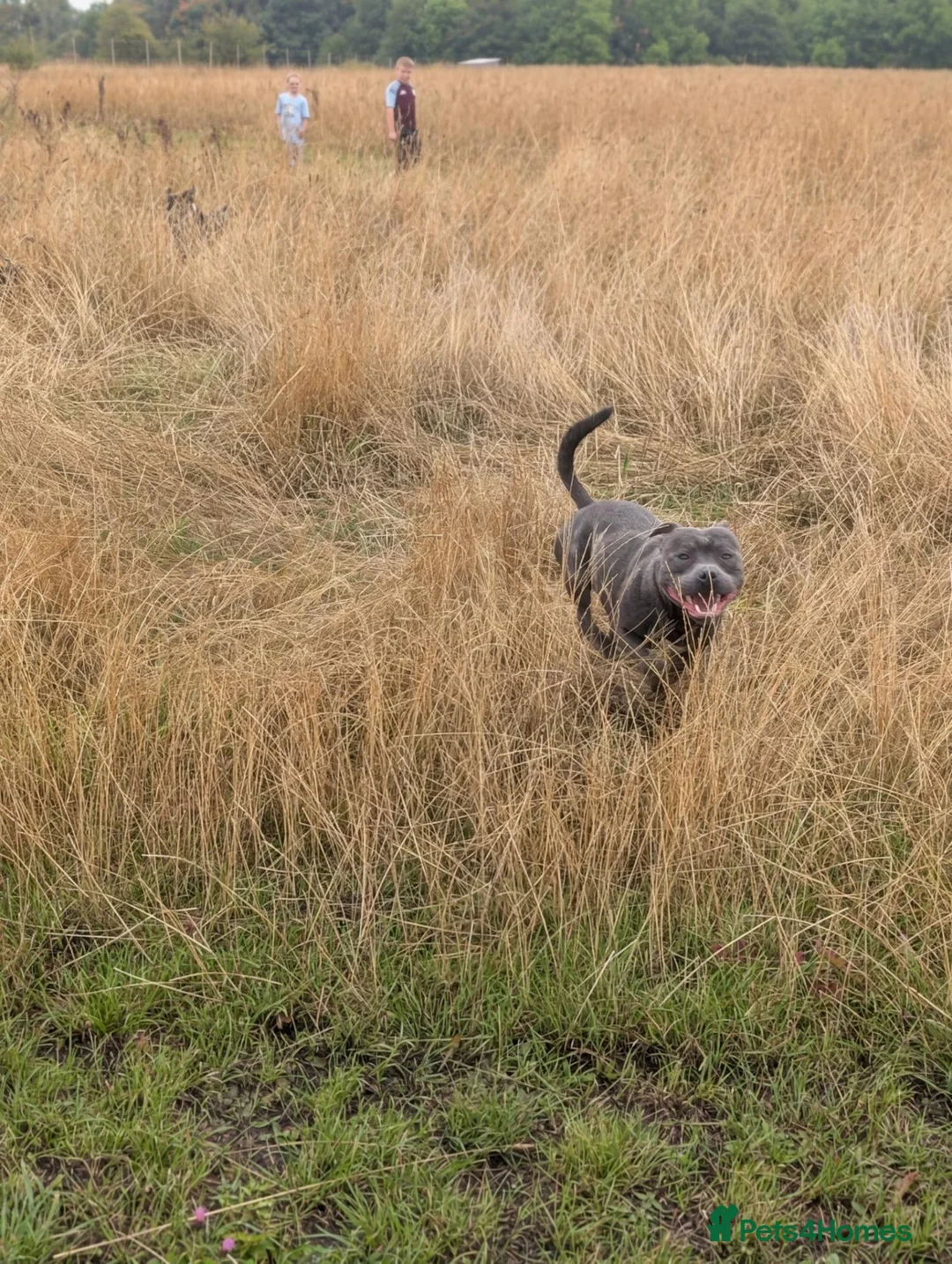 Staffordshire Bull Terrier dogs for stud: Blue Staffordshire bull terrier for stud  in Walsall - Advert 2