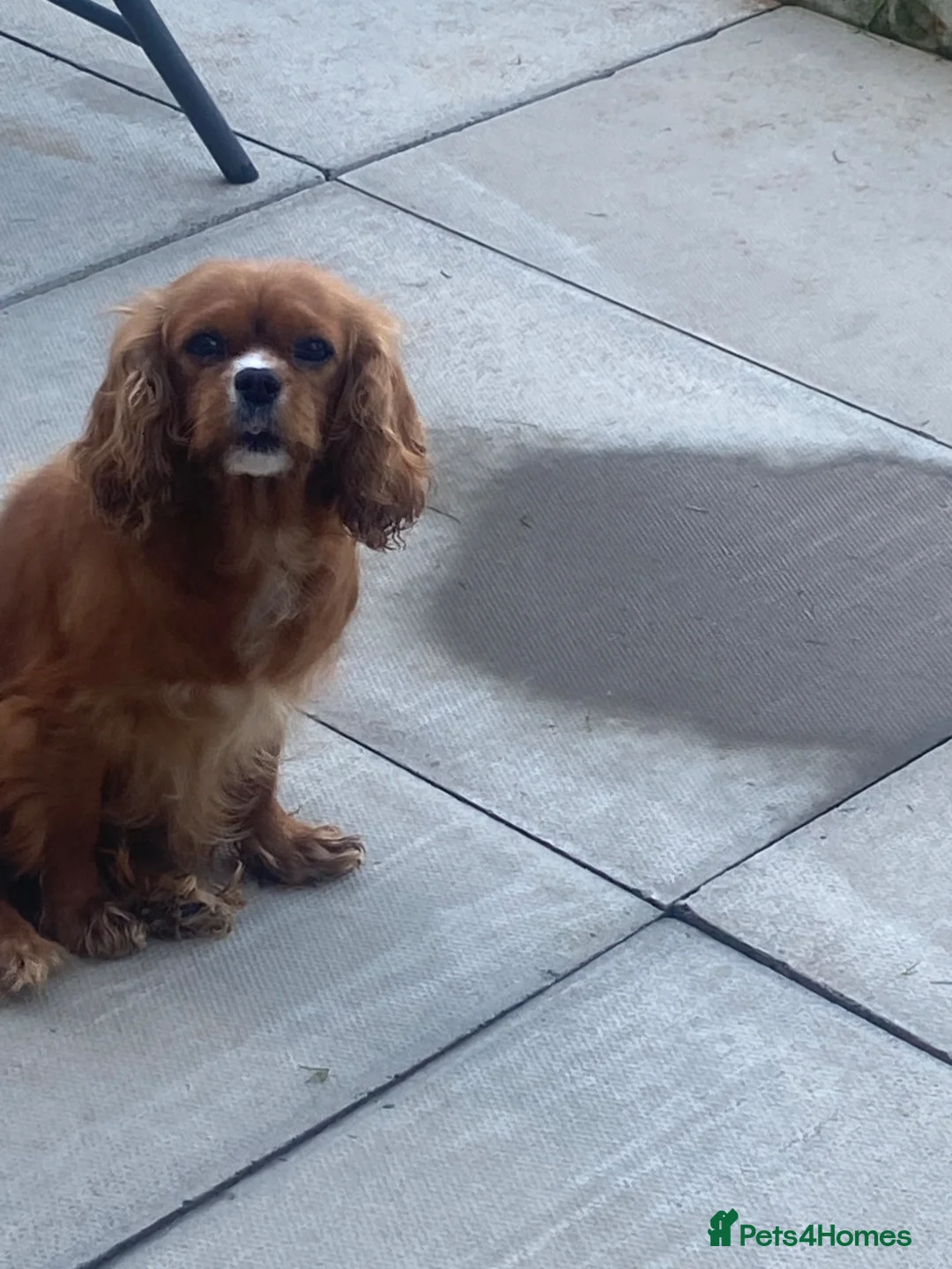 Cavalier King Charles Spaniel dogs for sale: Our Bailey is looking for her new home🩷🐶 - Advert 5