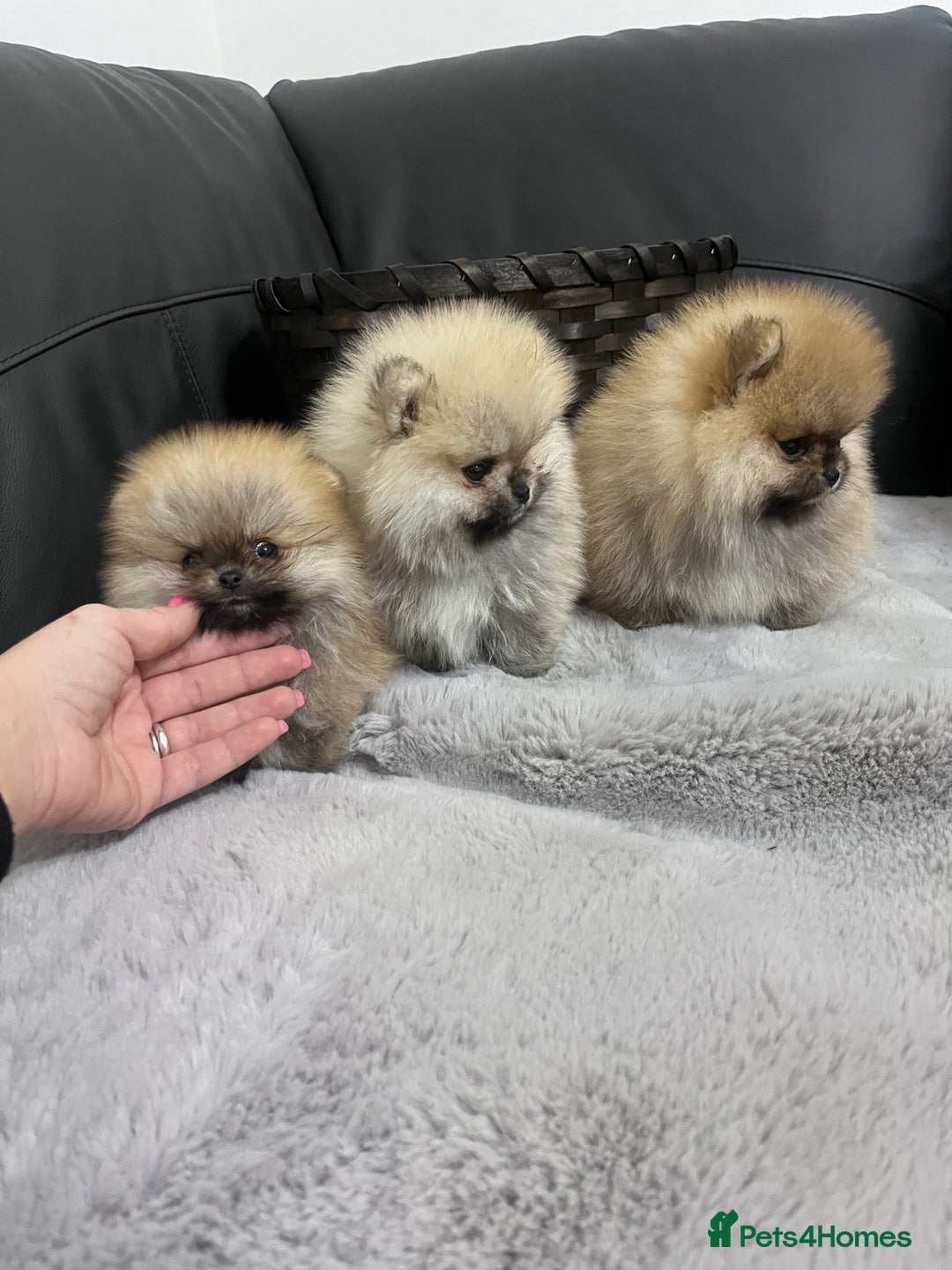 Pomeranian dogs for sale: 🔥Stunning 🐻Real Teddy Face🏆Quality  - Advert 13