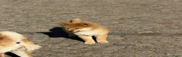 Japanese Shiba Inu dogs for sale: Shiba Inu puppies parents health tested  - Advert 17