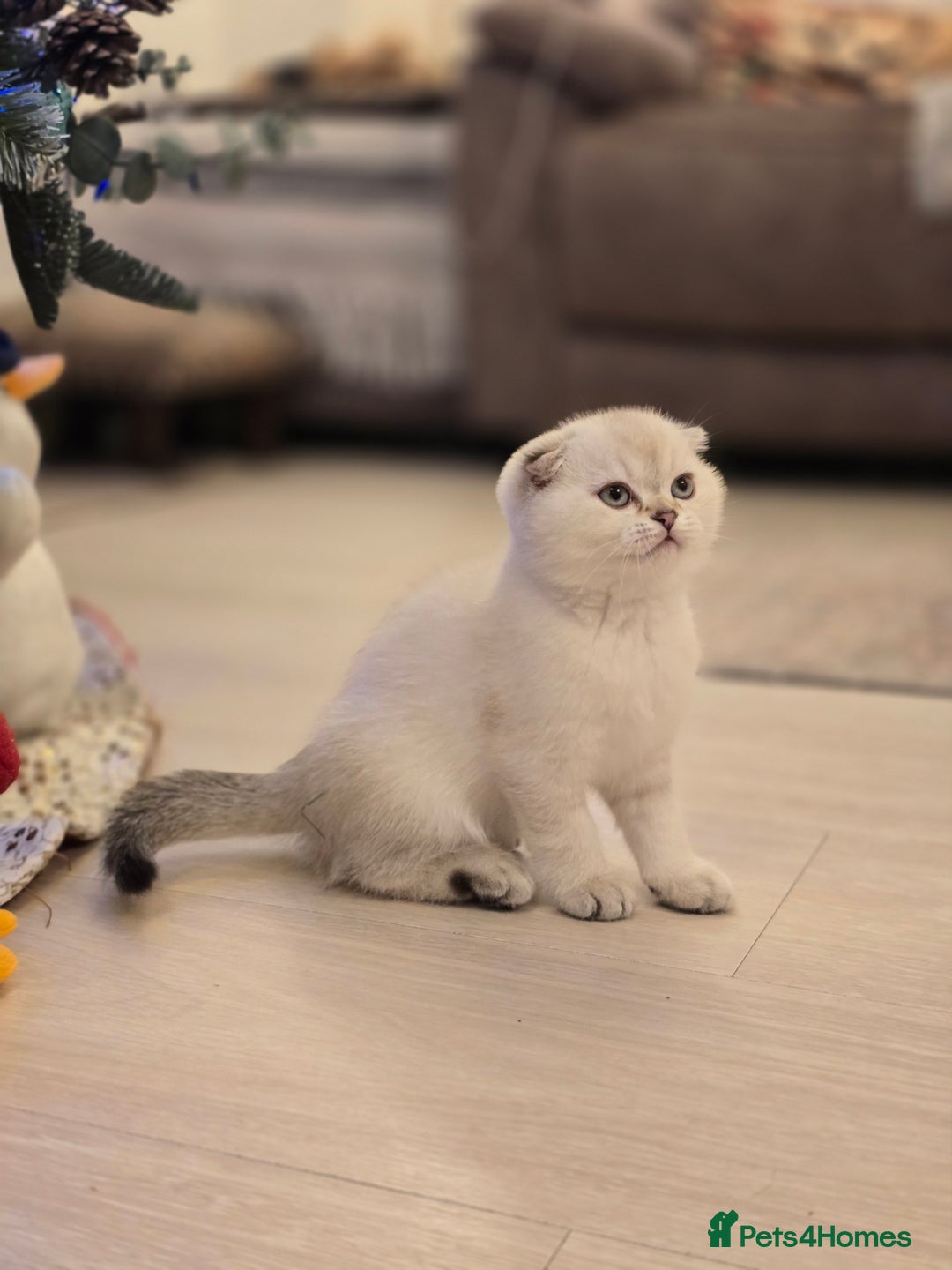Scottish Fold cats for sale: Scottish Fold and Straight kittens  - Advert 9