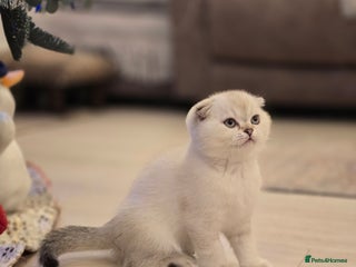 Scottish Fold cats Scottish Fold and Straight kittens - Advert 2