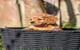 Mixed Breed dogs for sale: 💜💛🧡 PREMIUM CAVAPOOS READY TO GO 💜💛🧡 - Image 3