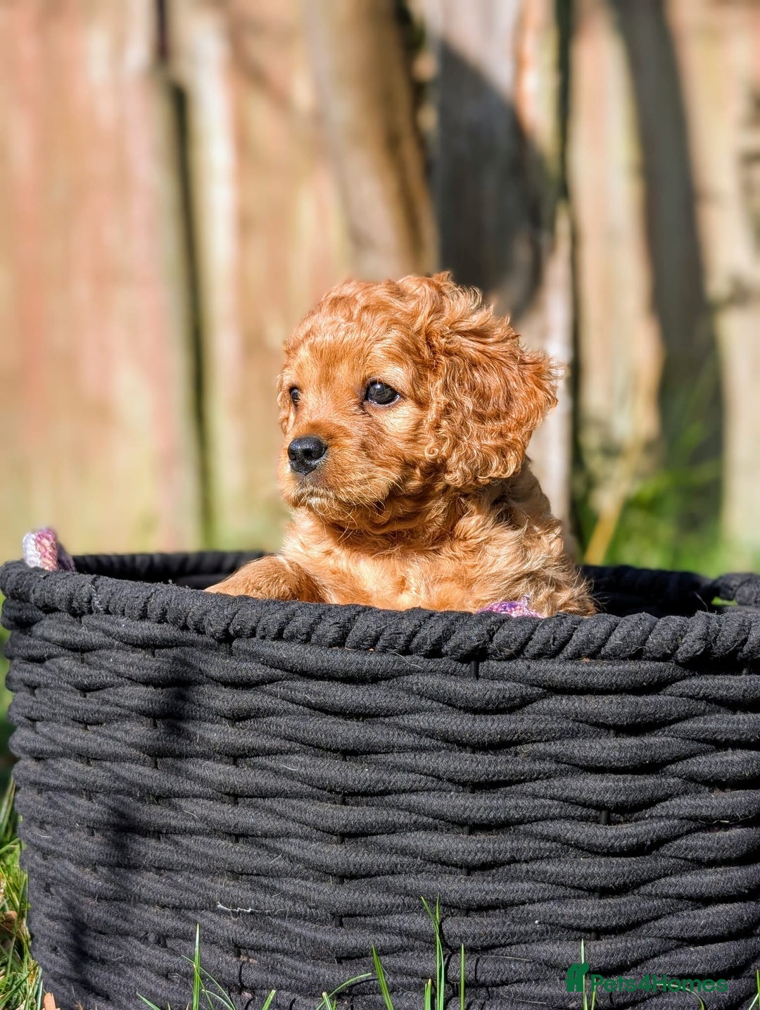 Mixed Breed dogs for sale: 💜💛🧡 PREMIUM CAVAPOOS READY TO GO 💜💛🧡 - Image 3