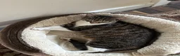 Mixed Breed cats for sale: 2 male Tuxedo kittens in Salford - Advert 2