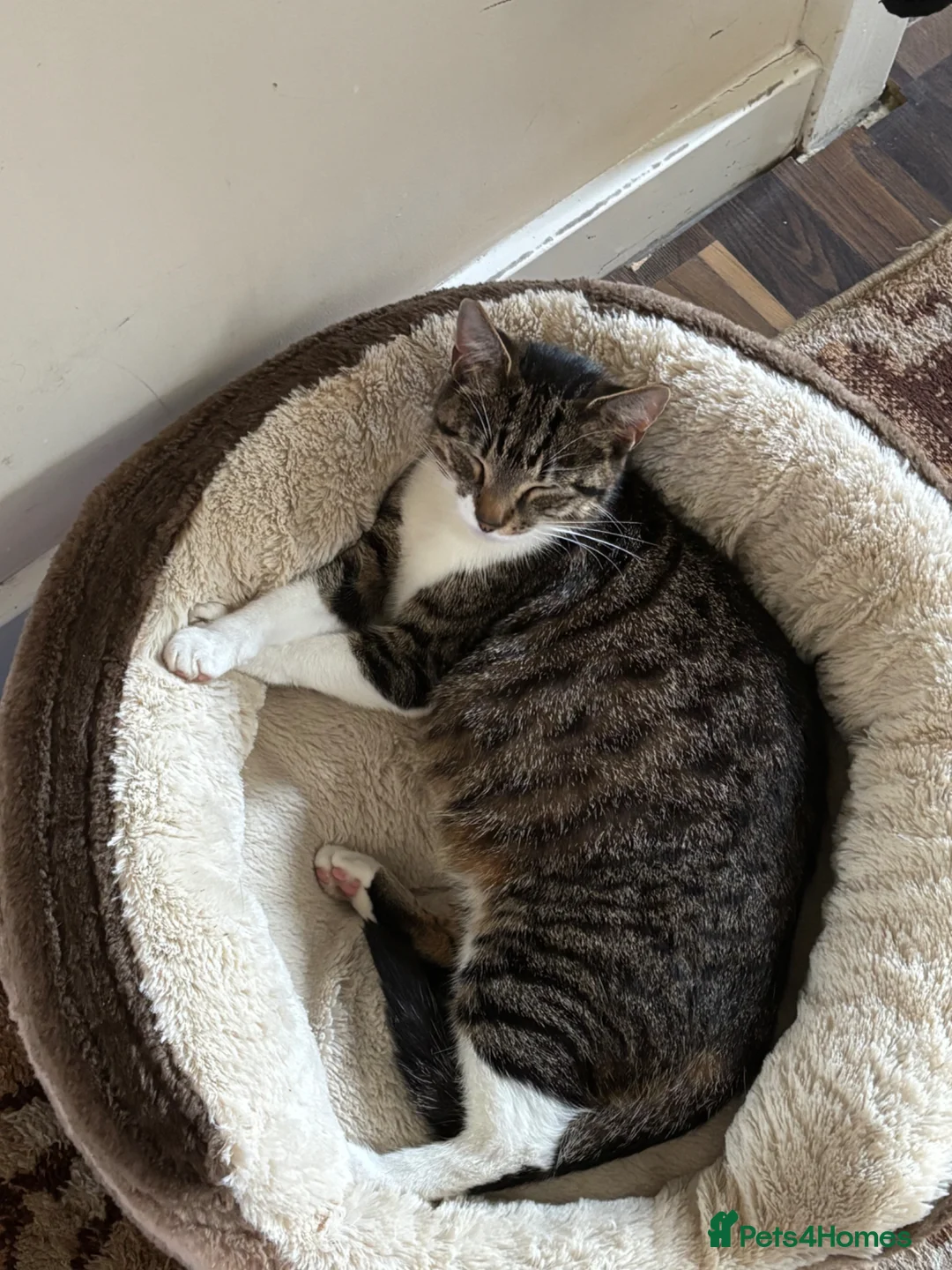 Mixed Breed cats for sale: 2 male Tuxedo kittens in Salford - Advert 2