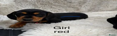 Mixed Breed 3
