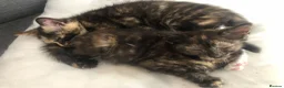 Mixed Breed cats for sale: Two Female Tortoiseshell Kittens For Sale! - Advert 4