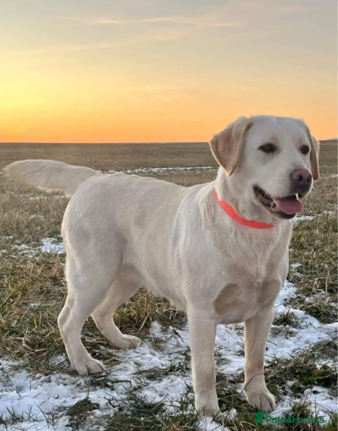 Labrador Retriever dogs for sale: ❤️ Labrador puppies 🖤 - Advert 9