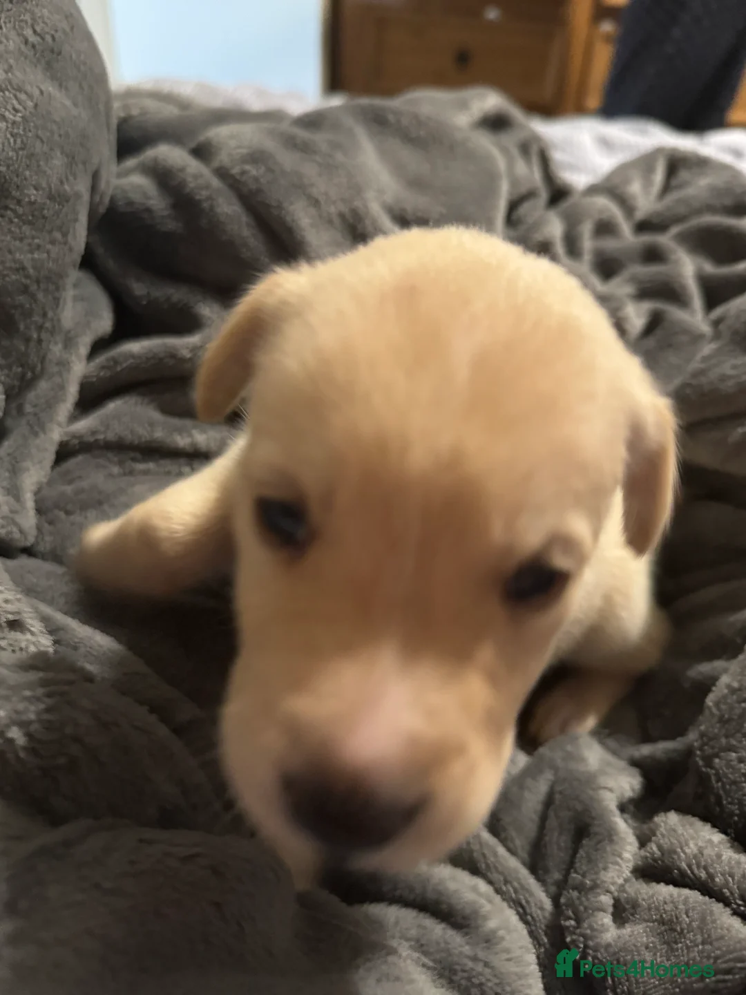 Borador dogs for sale: 8 lab cross collies  - Advert 10