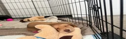 Dachshund dogs for sale: 2x Long haired dachshunds - Advert 9