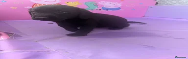 Labrador Retriever 10