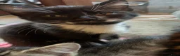 Mixed Breed cats for sale: Male an female mixed breed cats in Langport - Advert 5