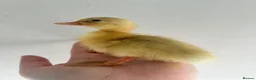 Ducks poultry for sale: Unsexed Indian Runner Ducklings - Advert 9