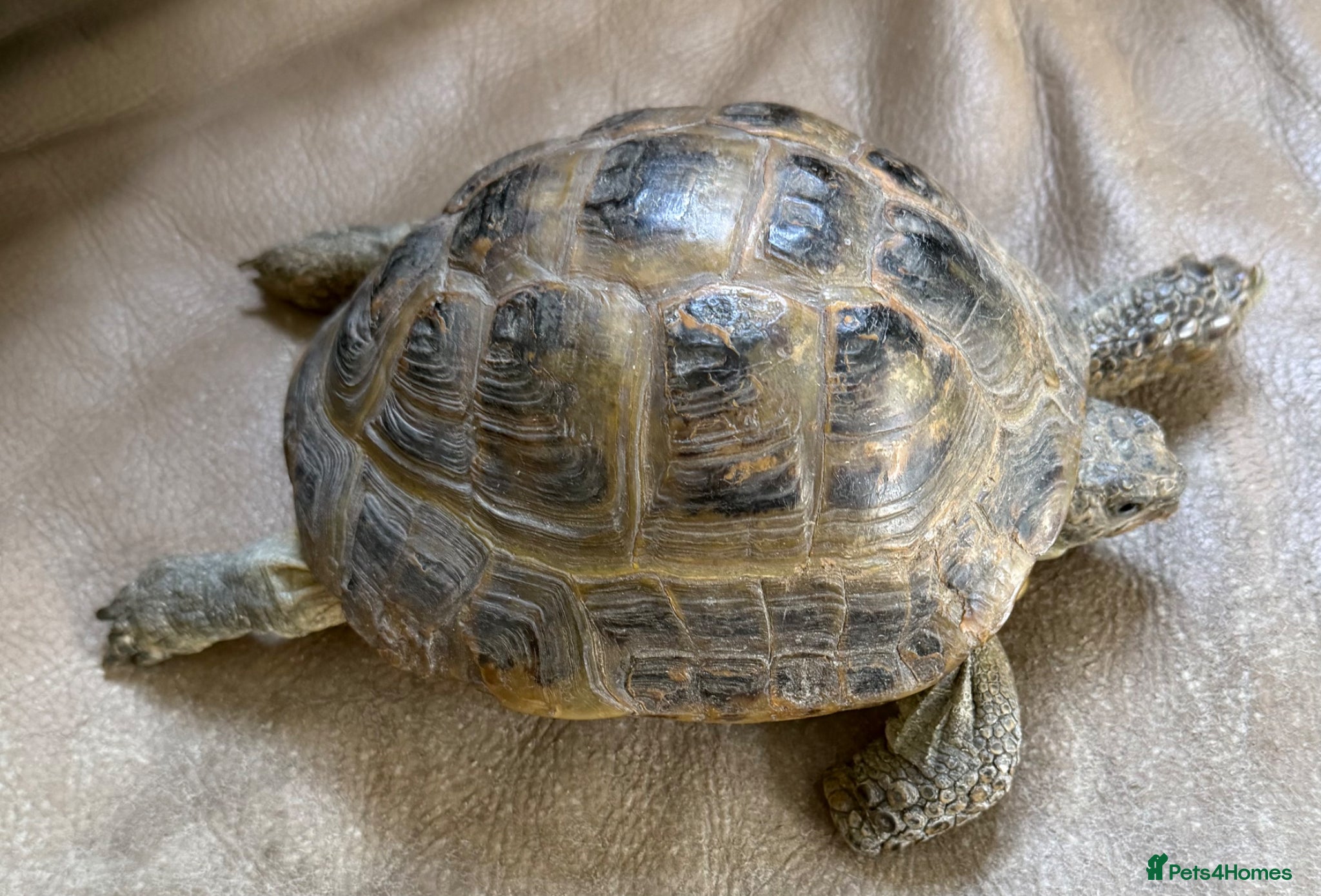 Tortoise reptiles Horsfield Tortoise for sale - Advert 6