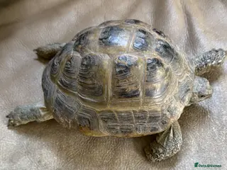 Tortoise reptiles Horsfield Tortoise for sale - Advert 1