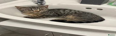 Tabby Boy