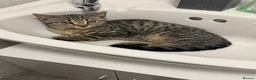 Mixed Breed cats for sale: X4 British Shorthair X Tabby Kittens - Advert 2