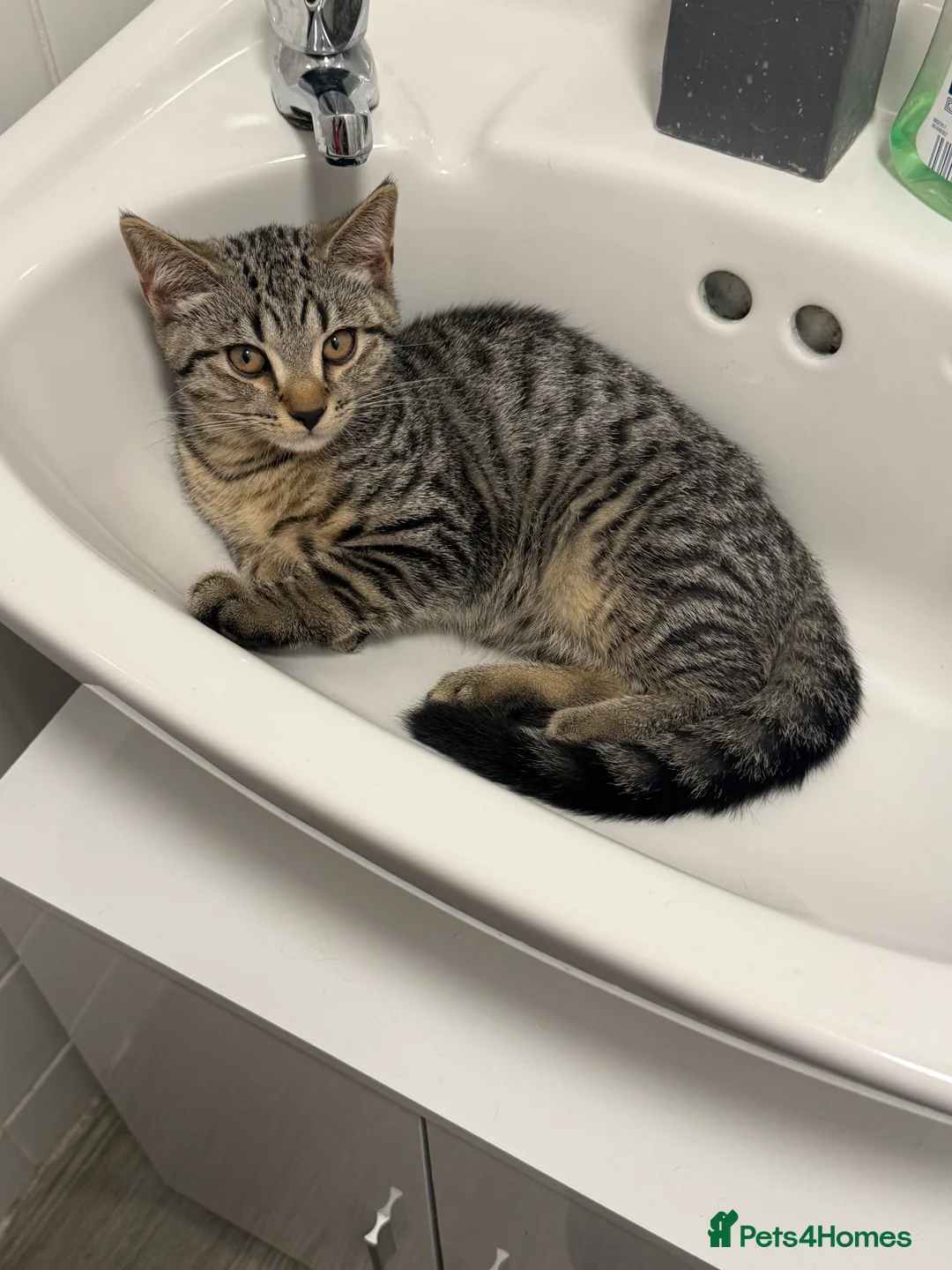 Mixed Breed cats for sale: X4 British Shorthair X Tabby Kittens - Advert 2