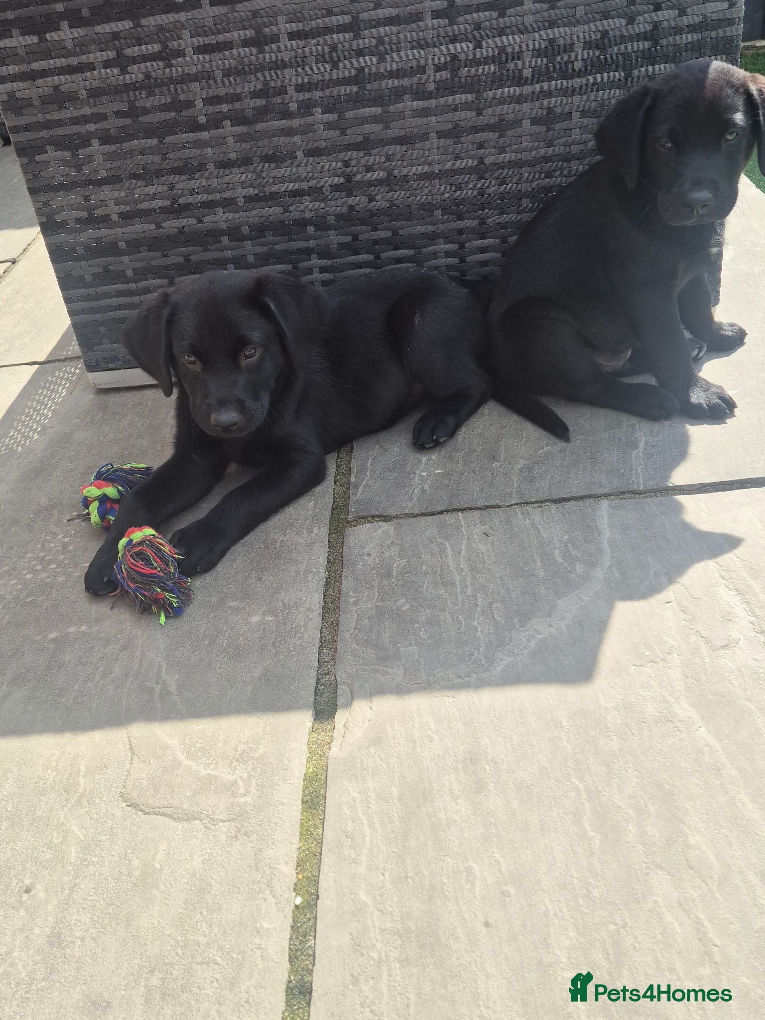 Labrador Retriever dogs Adorable chunky black labs ready now!!!! £1000 - Advert 4