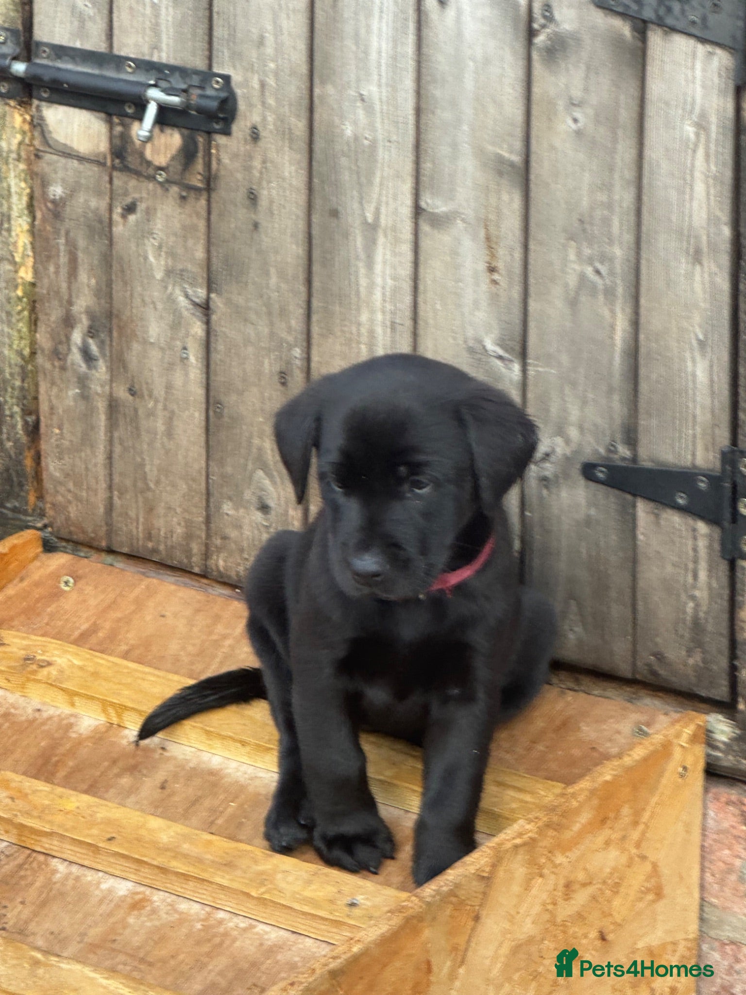 Labrador Retriever dogs Labrador puppies  - Advert 2